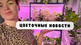 ЦВЕТОЧНЫЕ НОВОСТИ | Декабрь