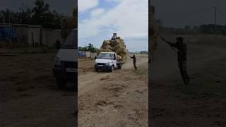 ходячий упор тюков  #horse #сено