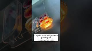 Разморозка эмбрионов КСМ Казань #ксм #экопоомс #бесплодие #беременность #дети #эко #узи #малыш
