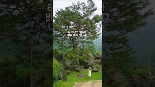 국내 여행 코스 추천!몰라서 못가는 하동 핫플여행지 #국내여행지추천 #하동가볼만한곳 #문암송 #하동여행 #koreatrip #shorts
