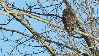 02/26/25 (#1) Red-Shouldered Hawk (Casting) Kent Wa 3105-164