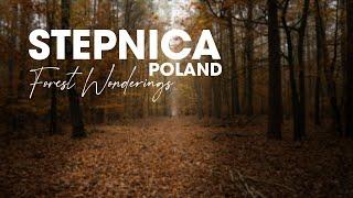 Stepnica, Poland Autumn in the forest | Autumn in central Europe | Forest walks.