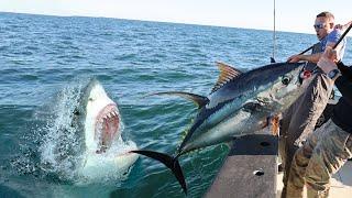 JAWS VS TUNA Shark ATTACK Caught on Camera!