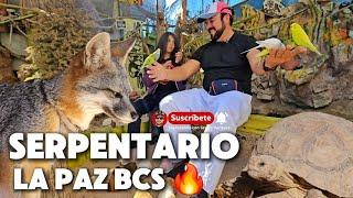 LA PAZ B.C.SUR  Serpentario Animales Rescatados  lo tienes que Conocer 