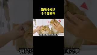 貓咪冷知識，個個驚到你#神奇動物在抖音 #科普 #貓 #漲知識