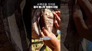 수백년을 이어온 중국통나무 벌통의비밀#중국전통양봉방식#중국벌꿀