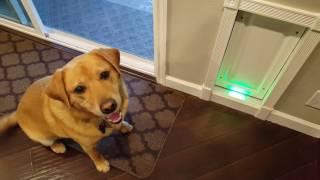 Homemade Pneumatic Dog Door