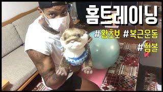 왕초보 복근운동 홈트레이닝 짐볼운동 quick quarantine yoga ball abs workout with pet otter