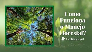 Como Funciona o Manejo Florestal | Grupo Indusparquet