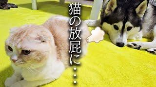 うとうとしてる犬に猫が放屁した結果こうなっちゃいました...