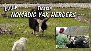 Life Among the Tibetan Nomadic Yak Herders