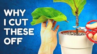 Weirdest Plant Care Tips That Actually Work