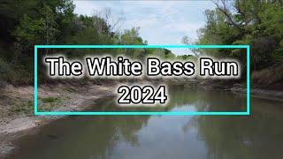 Fishing For the Infomis White Bass #whitebassfishing