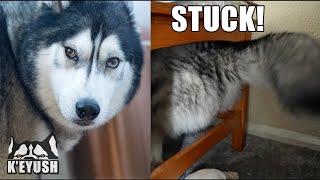 Giant Husky Gets Himself Stuck Under a Table!