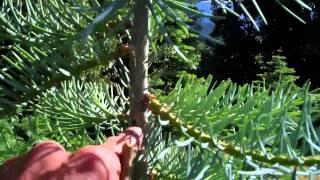 (149)  Unknown Disease on White Fir
