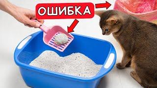 Почему КОШКА ХОДИТ МИМО ЛОТКА – причины и что с этим делать?