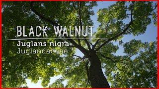 Meet BLACK WALNUT: Wild TASTY NUT & Anti-fungal REMEDY