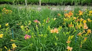 Daylilies Propagation. DUTCH-BULBS.COM Exclusive Flower Bulbs and Perennials from Holland