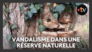 Lierre coupé sur environ "un millier d'arbres" dans une réserve naturelle, pourquoi c'est un carnage