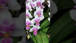 향기호접란 스프링댄서~ #꽃 #orchid #난 #호접란