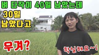 [베트남벼농사] 장인어른과 논두렁 의견대립 누가 옳은걸까요? (kiengiangtv)