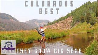 The best backcountry trout fishing | Gorgeous valley full of massive trout | Fly fishing Colorado