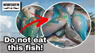 Parrot Fish Interesting Facts that you might didn't know | Nature's Best Ph