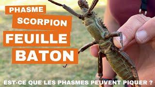 Phasme feuille,phasme baton ou phasme scorpion sont-ils dangereux ?