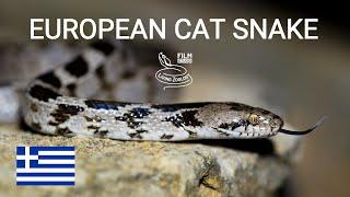 European cat snake (Telescopus fallax), mildly-venomous snake species, reptiles of Greece, Balkan