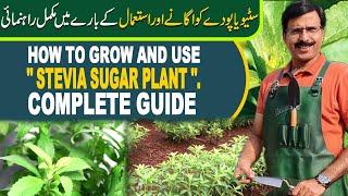 Stevia Sugar Plant, How to grow and use. Complete Guide | Gardening With Javed Iqbal