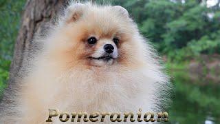 Fluffy pomeranian dog Darikar Yeah Man You're The Best. #pomeranian #cutepomeranian #pomeraniandog