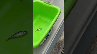 Моё взвешивание после 1 тура Кстати это 5 место в туре #fishing #рыбалка