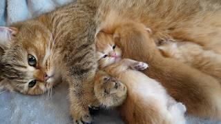 Cramped baby kitten between mother cat and siblings.