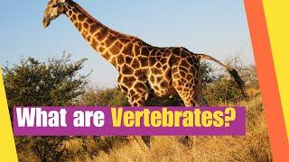 What are Vertebrates | Learn the Characteristics of vertebrate animals | Lesson Boosters Science