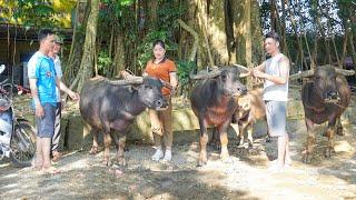 Buy Buffaloes From Farmers To Sell At The Commune Market - Bustling Market. Ly Hieu Hieu