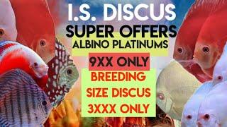 SUPER OFFERS ON SELECTED DISCUS | ALBINO PLATINUM DISCUS | BREEDING SIZE DISCUS | I S DISCUS