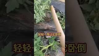 你知道好好的西红柿苗，为什么要放倒吗？