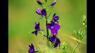 Field with wild flowers | Camp de flori salbatice | Romania