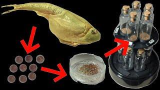 HOW TO: Triops egg extraction and storage (wet & dry method)