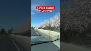 #almondblossom #centralValleyCalifornia