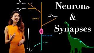 Anatomy of a Neuron | Parts of a Synapse