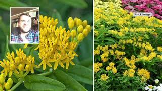 Cottage Farms 2-Piece Hello Yellow Butterfly Weed on QVC