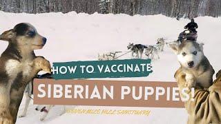 HOW TO VACCINATE SIBERIAN PUPPIES!