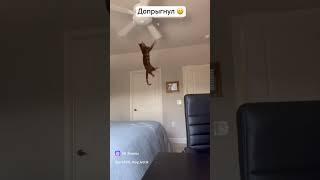 Кот допрыгнул