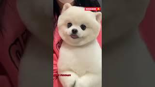 Aww!!His smile  || Pets Kingdom || #dog #shorts