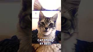 DOGS  VS CATS  - Stung By Bees  - UmarEdits #shorts #catvsdog #gigachad