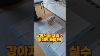 강아지 배변실수할때 100프로 성공률 높히는 법