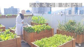 [도시농부 꽃님이] 시골텃밭 부럽지 않은 도심 속 리틀 포레스트