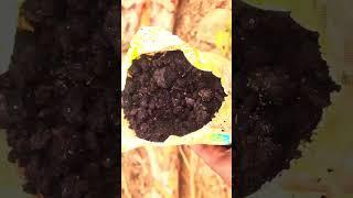 Natural compost from tree hole #gardening #flowers #grafting #plants