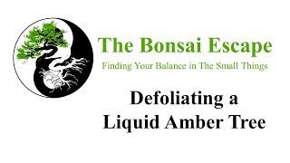 Defoliating Liquid Amber Bonsai Tree
